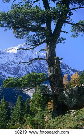 Stock Photo - Trees on mountain, Dolomites, Italy . Fotosearch