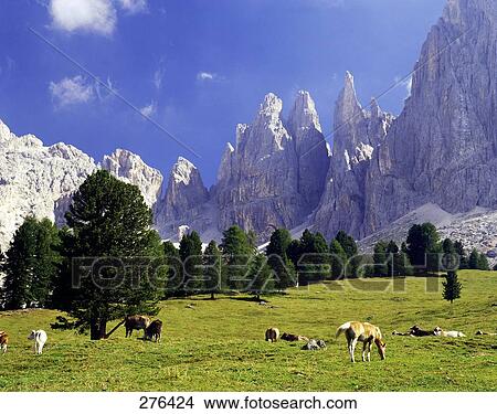 Trees with horses and cows in field, Mt Vajolett, Dolomites, South Tyrol, Italy View Large Photo Image Picture - Trees with horses and cows in field, Mt Vajolett, Dolomites, South Tyrol, Italy . Fotosearch