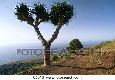 Tricia's kite tree on cape, Kanaren, La Palma, Canary Islands, Spain View Large Photo Image Stock Image - Tricia's kite tree on cape, Kanaren, La Palma, Canary Islands, Spain . Fotosearch