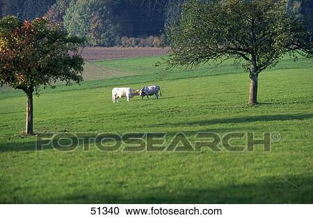 Stock Image - Two cows in field, Odenwald, Germany . Fotosearch