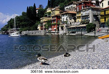 Stock Photograph - Two ducks at lakeside, Lake Como, Lombardy, Italy . Fotosearch