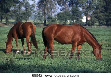 Two horses grazing in field, Zinnowitz, Usedom, Mecklenburg-Western Pomerania, Germany View Large Photo Image Stock Image - Two horses grazing in field, Zinnowitz, Usedom, Mecklenburg-Western Pomerania, Germany . Fotosearch