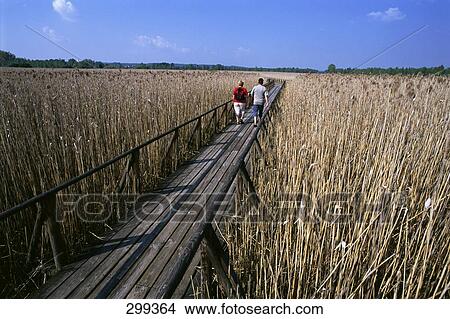 Two people walking on boardwalk, Bad Buchau, Baden-Wurttemberg, Germany View Large Photo Image Picture - Two people walking on boardwalk, Bad Buchau, Baden-Wurttemberg, Germany . Fotosearch