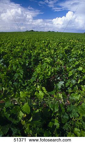 Stock Image - Vine growing in vineyard, France . Fotosearch