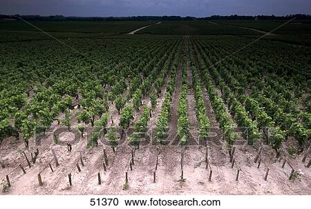 Vine growing in vineyard, Chauteau-Pontet-Canet, Pauillac, France View Large Photo Image Stock Image - Vine growing in vineyard, Chauteau-Pontet-Canet, Pauillac, France . Fotosearch
