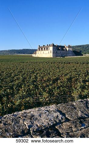 Vineyard in front of castle, Clos vougeot, Burgundy, France View Large Photo Image Stock Image - Vineyard in front of castle, Clos vougeot, Burgundy, France . Fotosearch