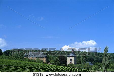 Vineyard in front of castle, Vollrads castle, Oestrich-Winkel, Rheingau, Hesse, Germany View Large Photo Image Stock Photo - Vineyard in front of castle, Vollrads castle, Oestrich-Winkel, Rheingau, Hesse, Germany . Fotosearch