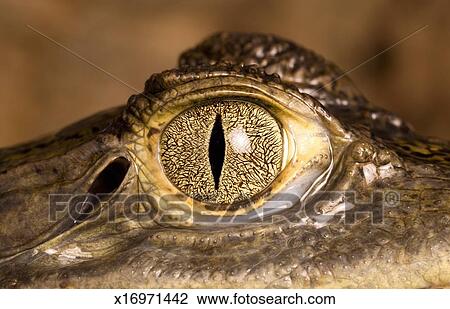 Alligator Close Up Of Eye Stock Image X16971442 Fotosearch