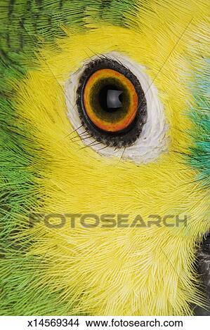 Blue Fronted Parrot Amazona Aestiva Close Up Of Eye Picture