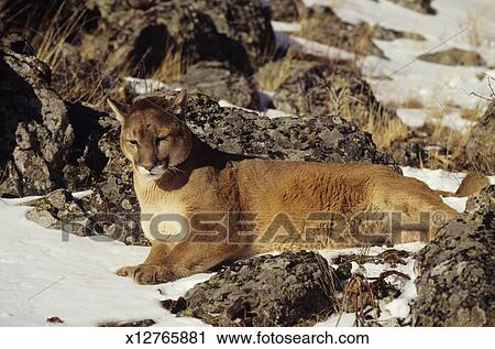 puma canada