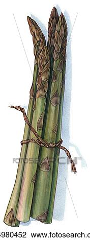 Bunch of Asparagus Drawing | x14980452 | Fotosearch