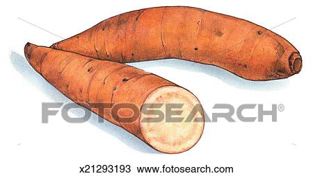 Drawing of Sweet Potato x21293193 - Search Clipart, Illustration, Fine