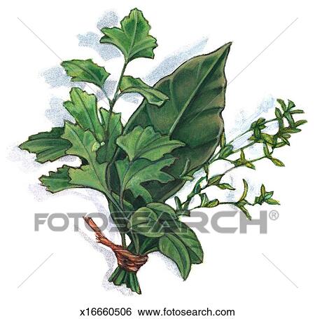 Stock Illustration of Bouquet Garni x16660506 - Search Clip Art