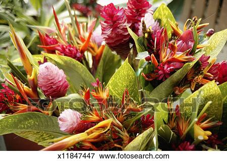 Polynésie Française Tahiti Papeete Gros Plan De A Fleurs Tropicales Bouquet Banque De Photo