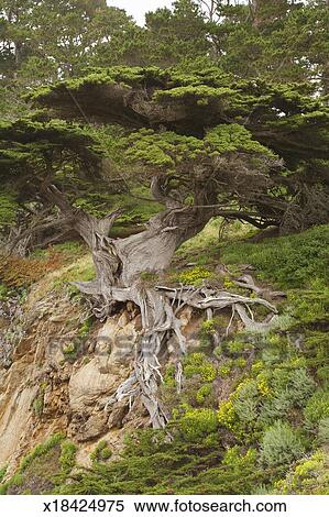 Stock Image of 'Old veteran' Monterey cypress tree (Cupressus ...