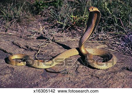 Stock Photo - King Cobra. Fotosearch - Search Stock Photography, Print Pictures, Images, and Photo Clip Art