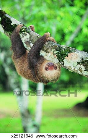 stock image of hoffmann s two toed sloth hanging upside down from a