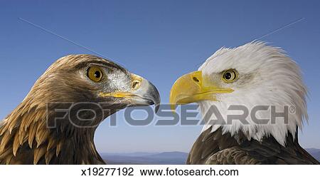 A Golden Eagle Face To Face With A Bald Eagle Against A Blue