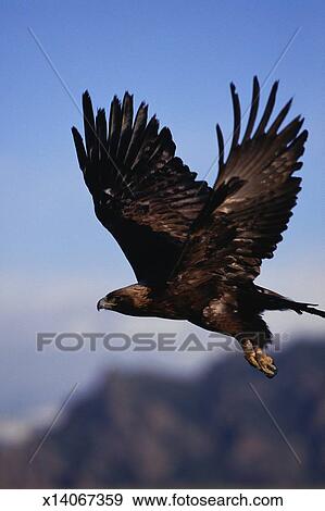 Golden Eagle Aquila Chrysaetos In Flight Stock Photo