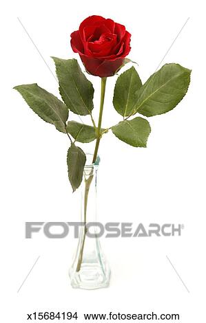 Single Red Rose In A Glass Vase Picture X15684194 Fotosearch