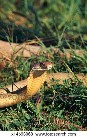 King cobra snake in grass, threat posture Stock Photo | x14593068 ...