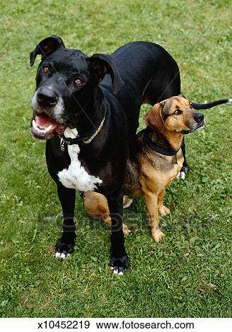 Grand Danois Et Chien Mélangé Espèce Banque De Photo