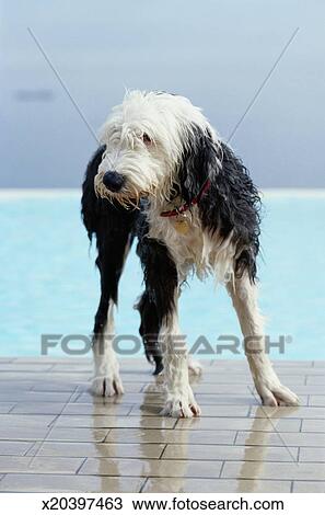 Mouillé Chien Par A Piscine Banque Dimage X20397463 Fotosearch