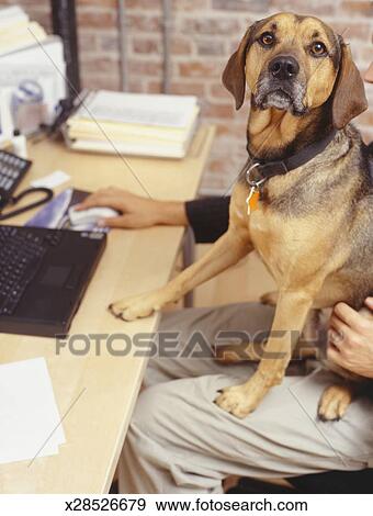 Dog Sitting On Owner S Lap At Desk In Office Stock Photo