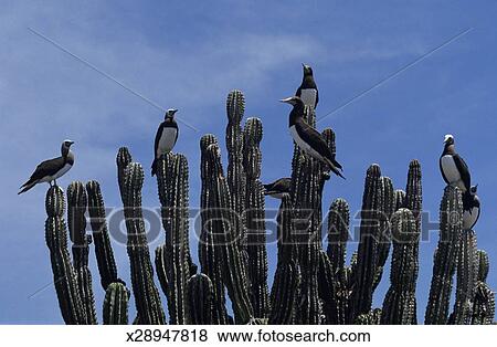 Fou à Pieds Bleus Oiseaux Sur Cactus Oiseau île Mexique Banque De Photo