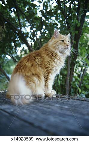 Long Haired Ginger Tabby Cat Stock Photo X14028589 Fotosearch