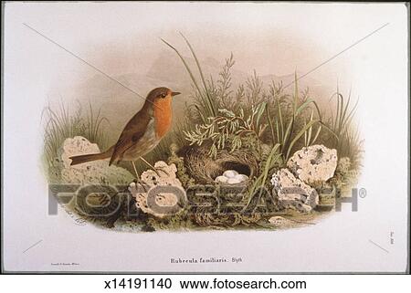 Robin and Eggs Clipart | x14191140 | Fotosearch
