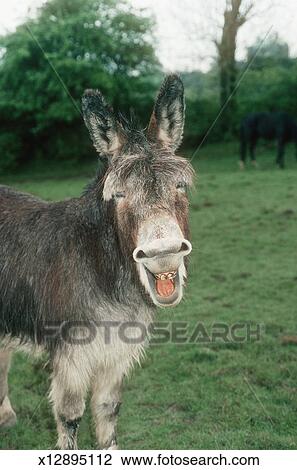 rir, burro, ficar, em, um, campo Ampliar Foto Banco de Imagem - rir, burro, ficar, em, um, campo. Fotosearch - Busca de Fotografias, Impressões, Imagens, e Fotos Clip Art