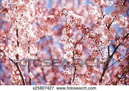 Rose Fleur Sur A Arbre Tokyo Banque De Photo