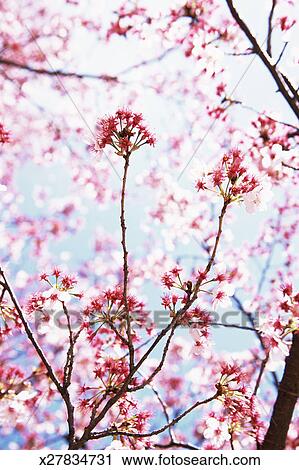 Rose Fleur Sur A Arbre Tokyo Japon Banque Dimage