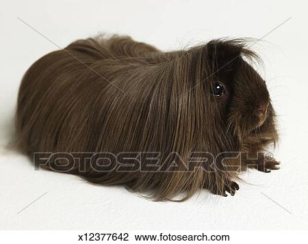 Brown Long Haired Guinea Pig Stock Image X12377642 Fotosearch