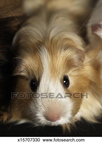 Ginger And White Guinea Pig Close Up Stock Image X15707330