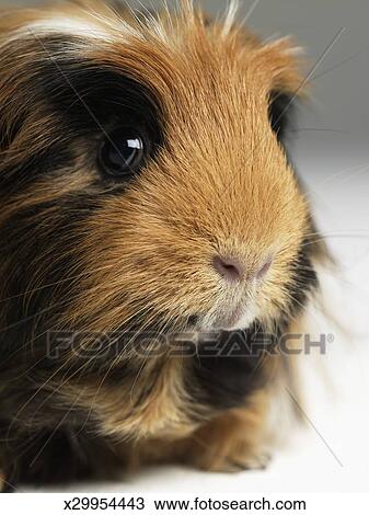 Long Haired Ginger Black And White Guinea Pig Close Up Stock
