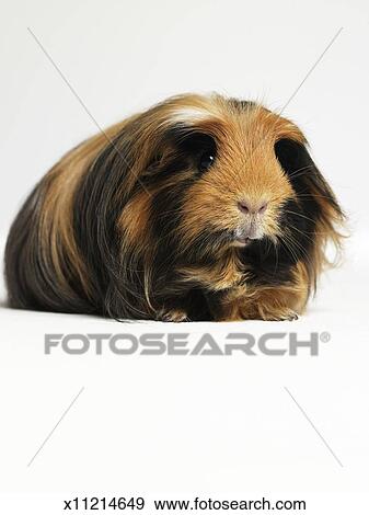 Long Haired Ginger Black And White Guinea Pig Against White