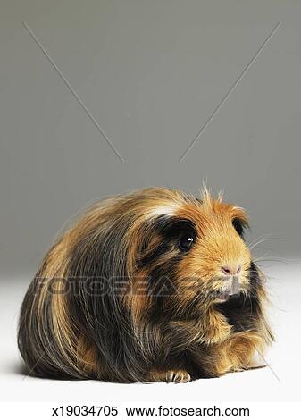 Long Haired Ginger Black And White Guinea Pig Stock Photography