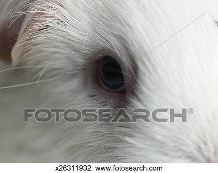 White Short Haired Guinea Pig Close Up Stock Image X26311932