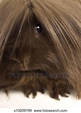 Long Haired Guinea Pig Close Up Stock Photo X10209799 Fotosearch