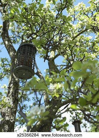 Bird Feeder In Tree Low Angle View Picture X25356284 Fotosearch