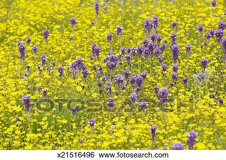 'Colorful bouquet of spring flowers and desert gold in farm field off