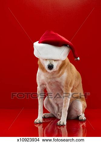 Studio Shot Of Shiba Inu Dog Wearing Santa Hat Picture