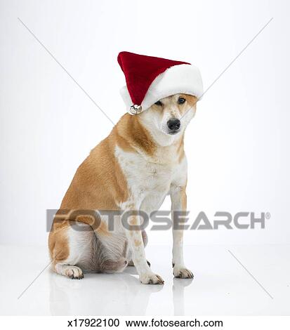 Studio Shot Of Shiba Inu Dog Wearing Santa Hat Stock Image