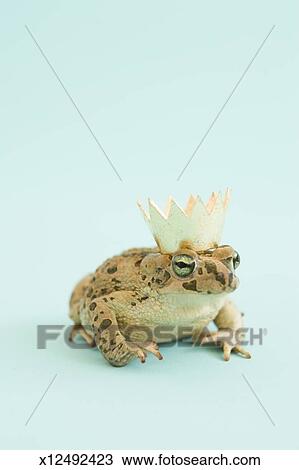 Frog wearing crown Stock Image | x12492423 | Fotosearch