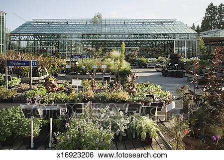 Stock Images Of Orted Plants And Trees At Nursery Greenhouse In Orted Plants And Trees At Nursery Greenhouse In Background