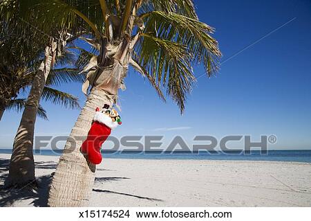 Christmas Stocking With Gifts Hanging From Palm Tree Christmas Stocking With Gifts Hanging From Palm Tree