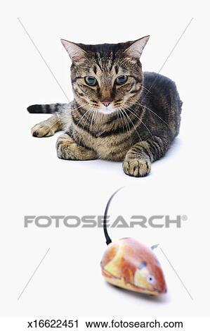 Cat Japanese Cat And Toy Rat On White Background Stock Image