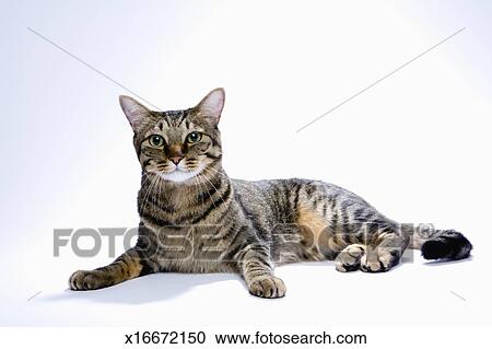 Japanese Cat On White Background Stock Image X16672150 Fotosearch